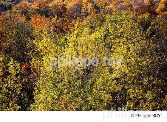 FORET A L automne , QUEBEC (CA0025001.jpg)