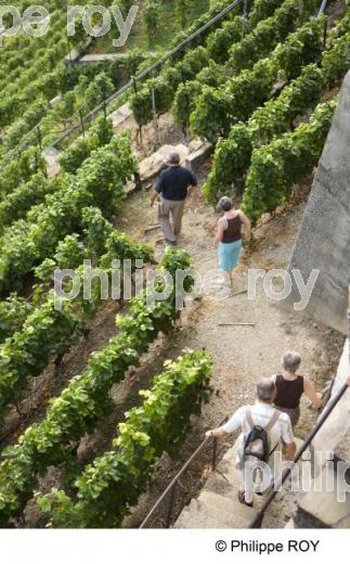 Le vignoble Suisse (CH000919.jpg)
