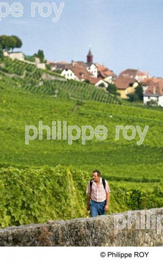 Le vignoble vaudois - Suisse (CH001225.jpg)