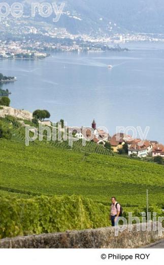 Le vignoble vaudois - Suisse (CH001226.jpg)