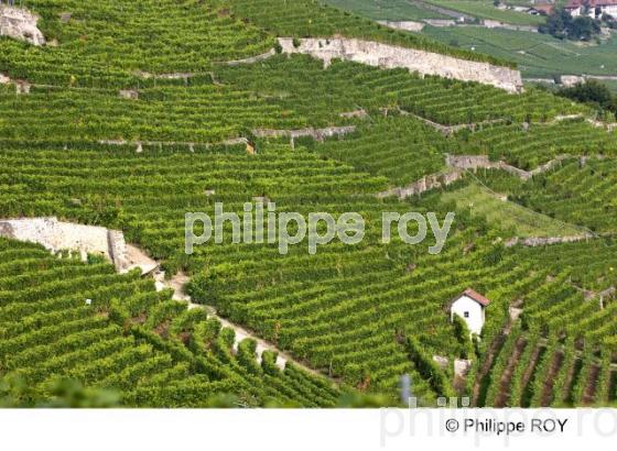 Le vignoble vaudois - Suisse (CH001239.jpg)