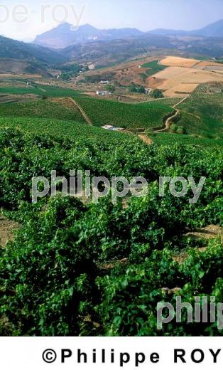 Le vignoble de Manilva (ES000102.jpg)