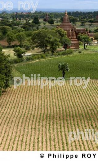 Plaine de Bagan - Birmanie (MM000730.jpg)