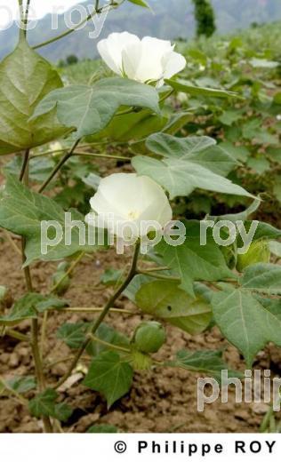 Coton - Birmanie (MM002729.jpg)