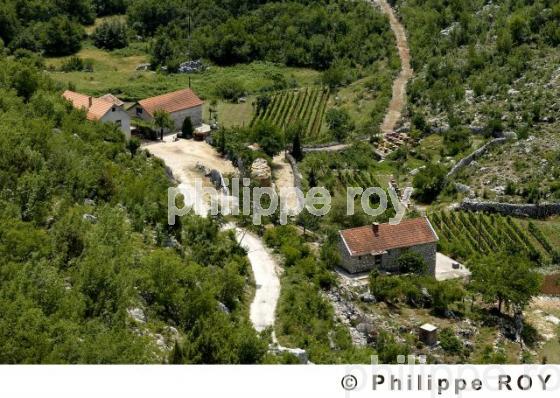 Vignoble du monde - Montenegro (YU001014.jpg)